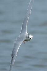 Mouette pygmée