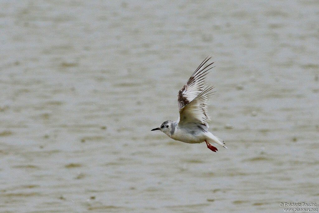 Little GullSecond year, Flight