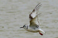 Mouette pygmée