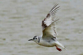 Little Gull