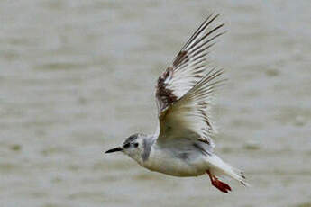 Mouette pygmée