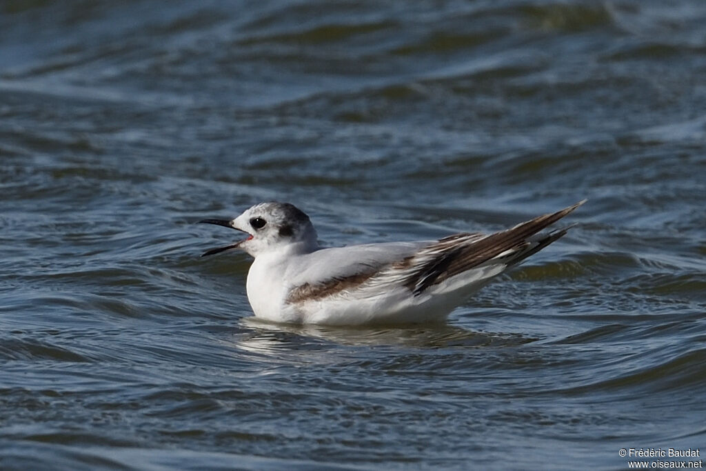 Mouette pygmée2ème année, nage