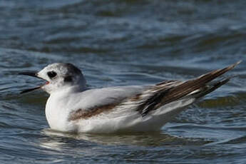 Mouette pygmée