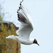 Black-headed Gull