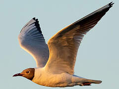 Black-headed Gull