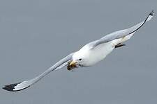 Mouette tridactyle