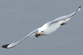 Black-legged Kittiwake