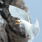 Black-legged Kittiwake