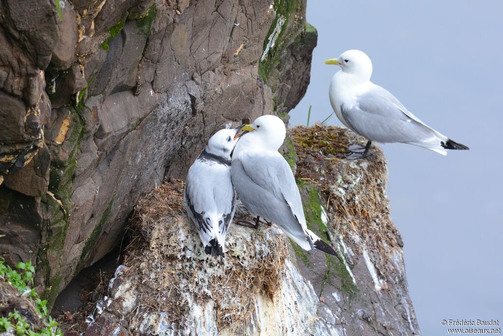 Black-legged Kittiwake, identification, Reproduction-nesting, colonial reprod.