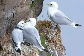 Black-legged Kittiwake