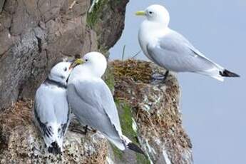 Mouette tridactyle