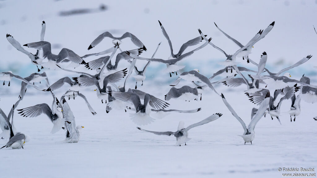 Black-legged Kittiwakeadult breeding, Flight