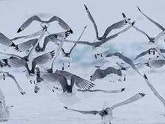 Black-legged Kittiwake