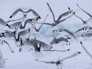 Mouette tridactyle