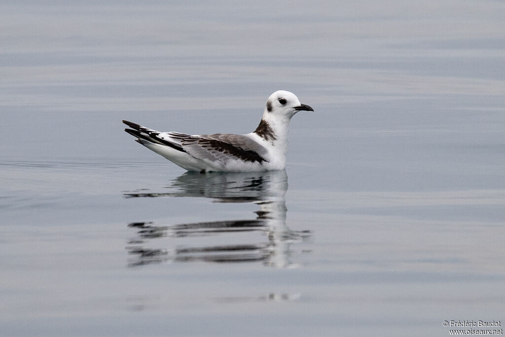 Black-legged KittiwakeSecond year, swimming