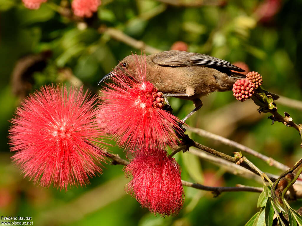 Dusky Myzomelaadult, feeding habits