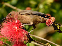 Dusky Myzomela