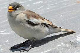 White-winged Snowfinch