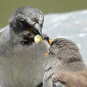 White-winged Snowfinch