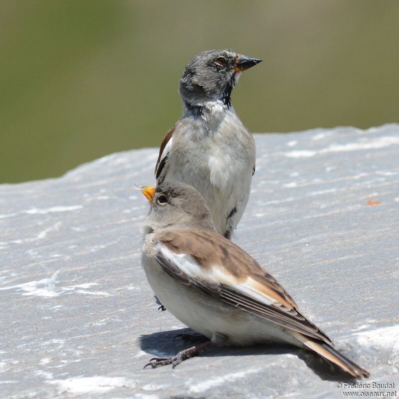 White-winged Snowfinch, eats