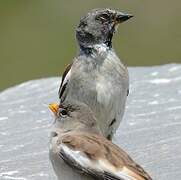 White-winged Snowfinch