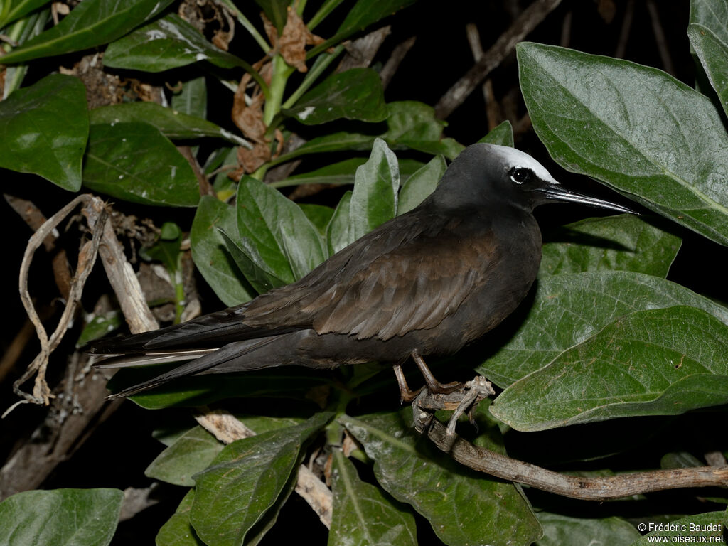 Black Noddyadult