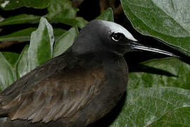 Black Noddy