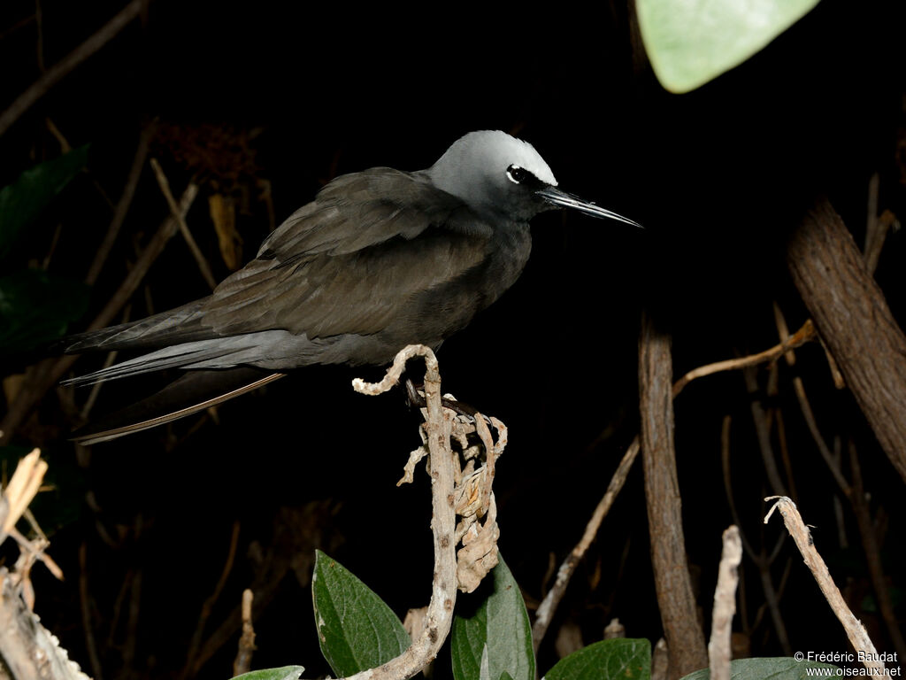 Black Noddyadult