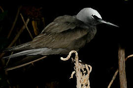 Black Noddy