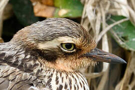 Bush Stone-curlew