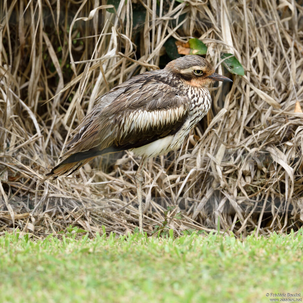 Bush Stone-curlewadult