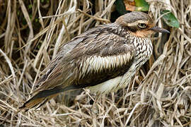 Bush Stone-curlew