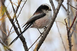 Long-tailed Tit