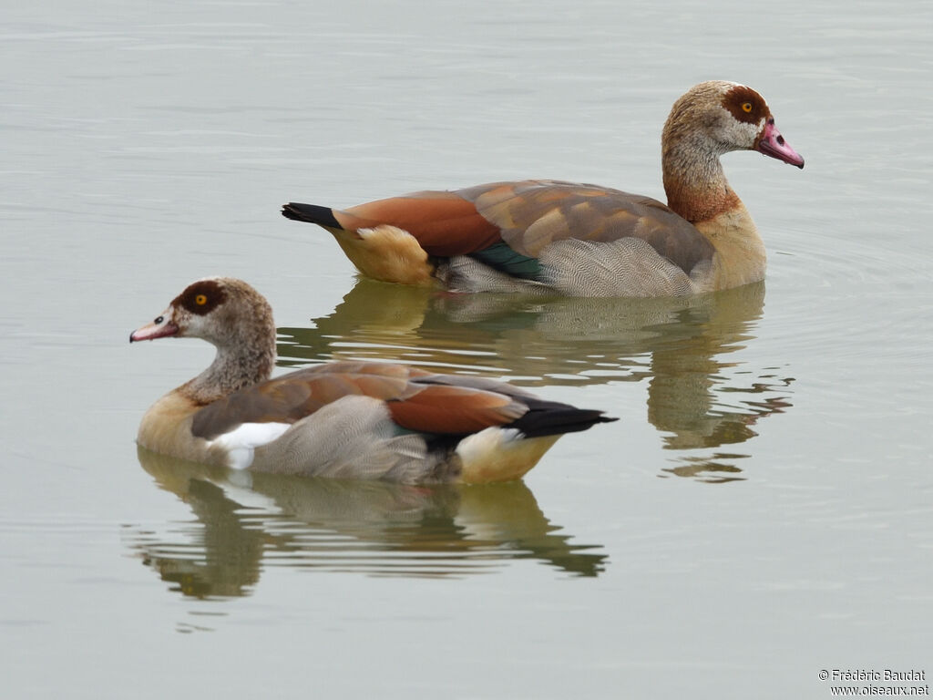 Egyptian Gooseadult, swimming