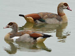 Egyptian Goose