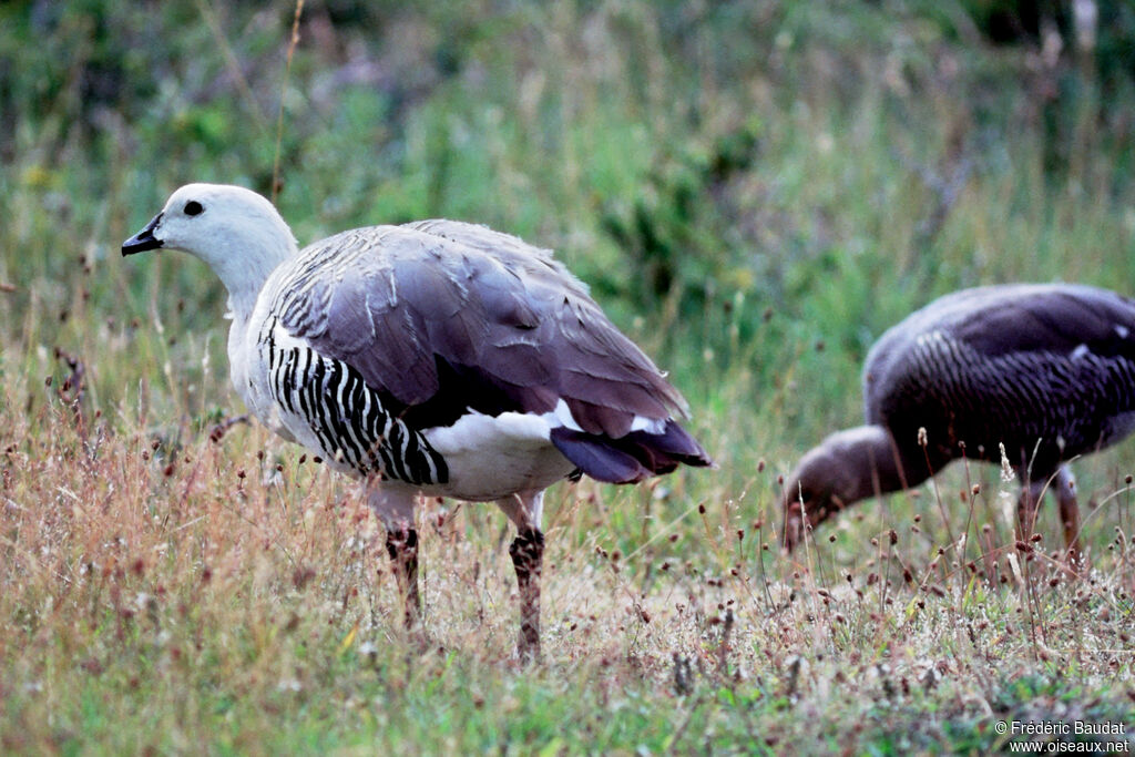 Upland Gooseadult