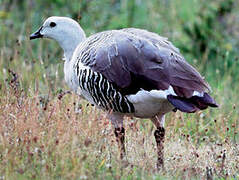 Upland Goose