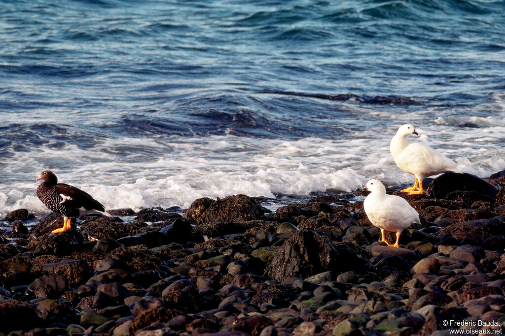 Kelp Gooseadult