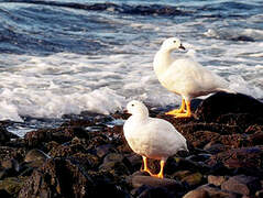 Kelp Goose