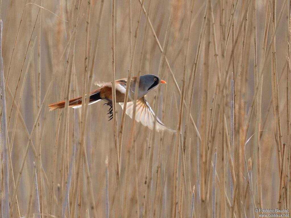 Bearded Reedling male adult breeding, Flight
