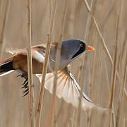 Bearded Reedling