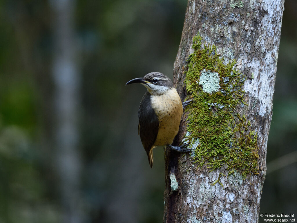 Victoria's Riflebird female adult