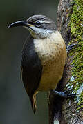 Victoria's Riflebird