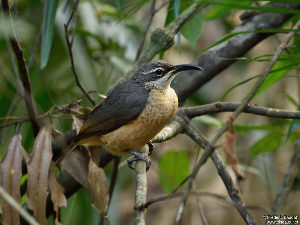 Victoria's Riflebird female adult