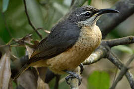 Victoria's Riflebird