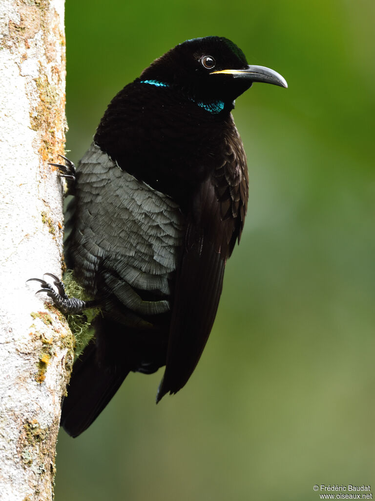 Victoria's Riflebird male adult