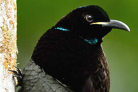 Victoria's Riflebird