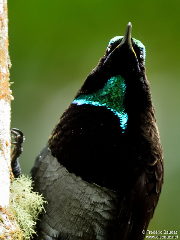 Victoria's Riflebird male adult, close-up portrait, pigmentation