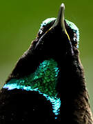 Victoria's Riflebird