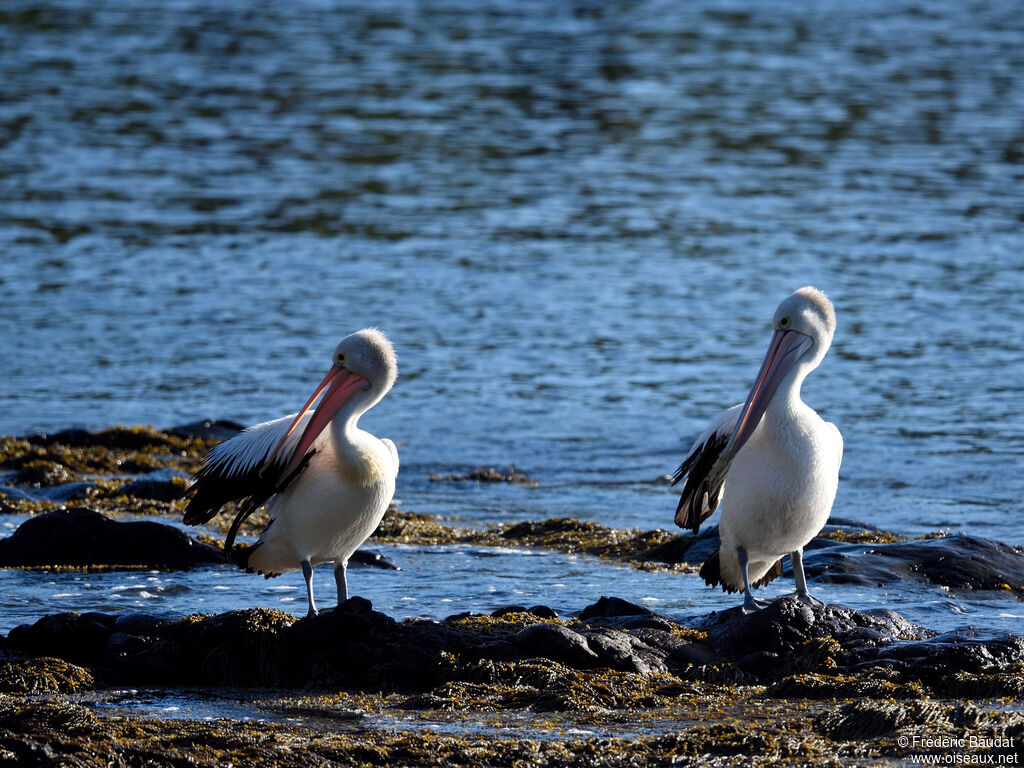 Australian Pelicanadult